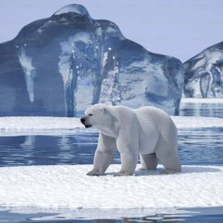 4k polar bear wallpaper