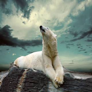 4k polar bear wallpaper