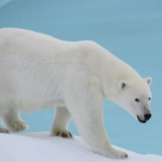 4k polar bear wallpaper