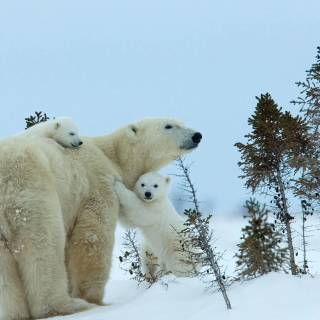 4k polar bear wallpaper