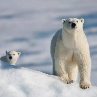 4k polar bear wallpaper