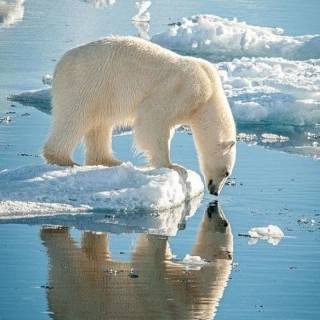 Polar bear iPhone wallpaper