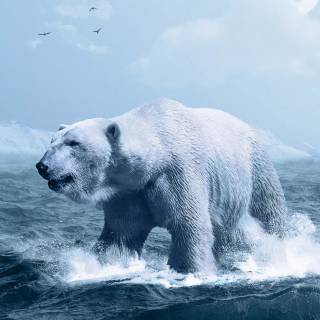 Polar bear iPhone wallpaper