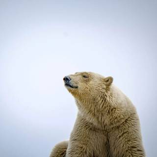 4k polar bear wallpaper