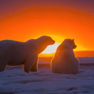 4k polar bear wallpaper