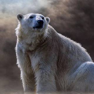 Polar bear iPhone wallpaper