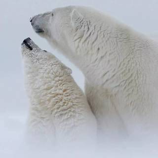 Polar bear iPhone wallpaper