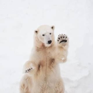 Polar bear iPhone wallpaper