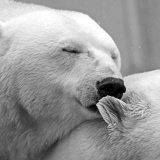 4k polar bear wallpaper