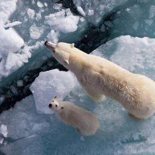 4k polar bear wallpaper