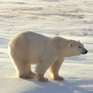 4k polar bear wallpaper