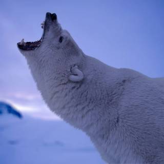 4k polar bear wallpaper