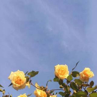 Blue yellow phone wallpaper