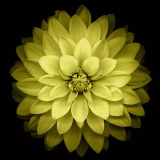 Black and yellow iPhone wallpaper