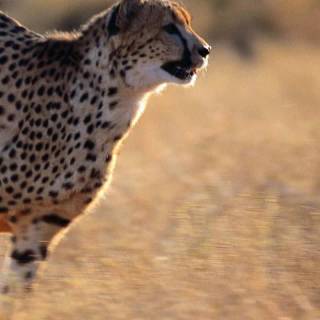 Run iPhone wallpaper