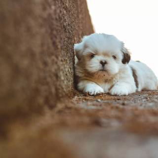 Shih Tzu 4k wallpaper