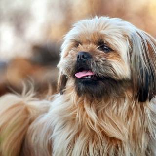 Shih Tzu 4k wallpaper