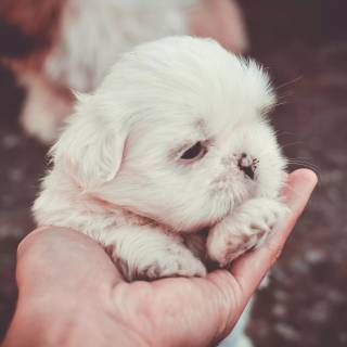 Shih Tzu 4k wallpaper