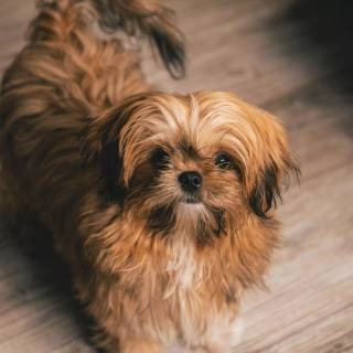Shih Tzu 4k wallpaper