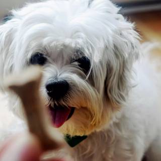 Shih Tzu 4k wallpaper