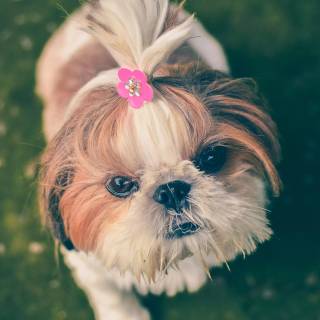Shih Tzu 4k wallpaper
