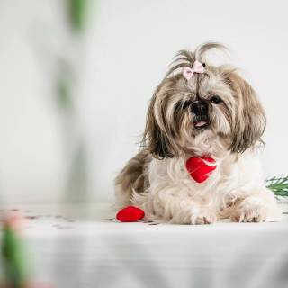 Shih Tzu 4k wallpaper