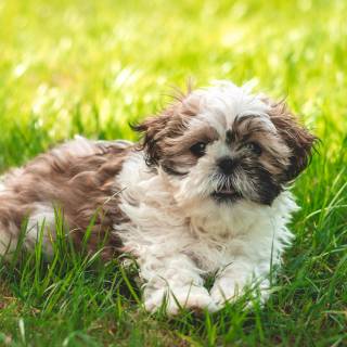 Shih Tzu 4k wallpaper