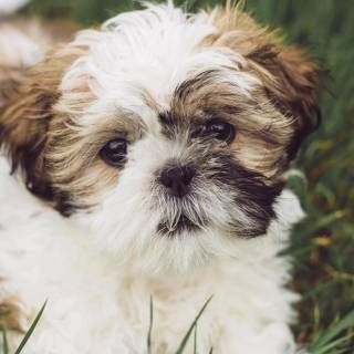 Shih Tzu 4k wallpaper