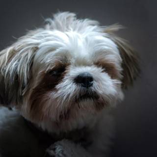 Shih Tzu 4k wallpaper