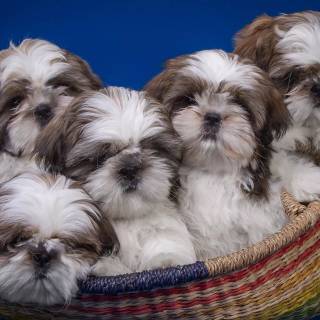 Shih Tzu 4k wallpaper