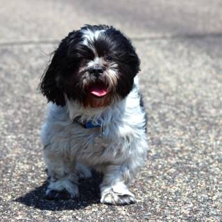 Shih Tzu 4k wallpaper