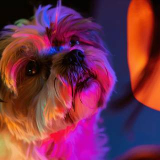 Shih Tzu 4k wallpaper