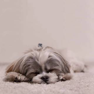 Shih Tzu 4k wallpaper