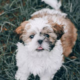 Shih Tzu 4k wallpaper