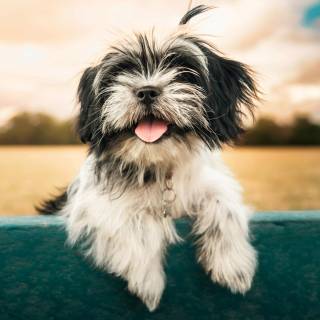 Shih Tzu 4k wallpaper