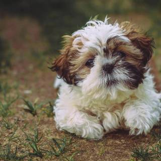 Shih Tzu 4k wallpaper