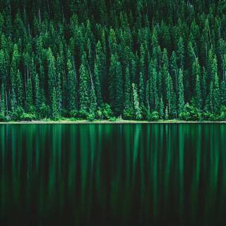 Pine forest 4k wallpaper