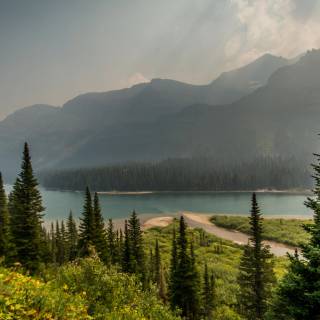 Pine forest 4k wallpaper