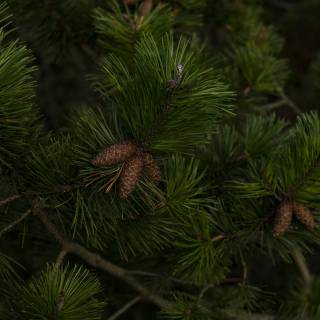 Pine forest 4k wallpaper