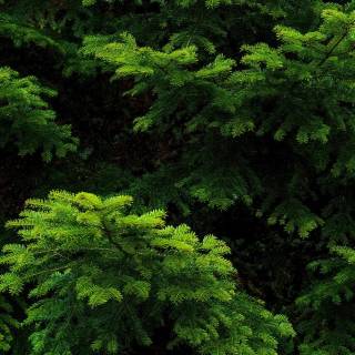 Pine forest 4k wallpaper