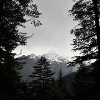 Mobile tree wallpaper