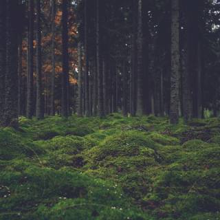 Pine forest 4k wallpaper