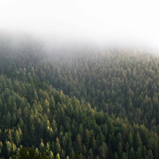 Pine forest 4k wallpaper