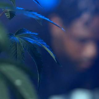 Weed 4k PC wallpaper