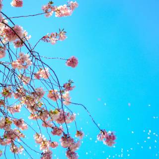 4k Cherry Blossom tree wallpaper