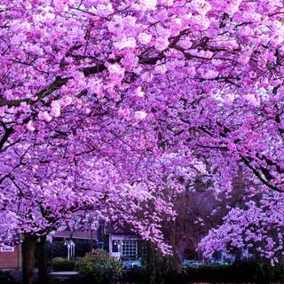 Japan spring iPhone wallpaper