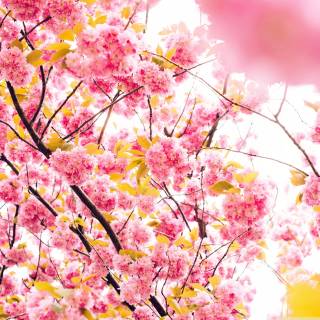 4k Cherry Blossom tree wallpaper