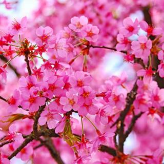 4k Cherry Blossom tree wallpaper