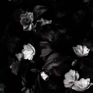 Black and white design iPhone wallpaper