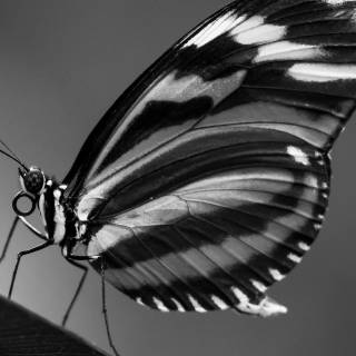 Black and white design iPhone wallpaper